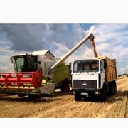 Перевозка зерна по Украине. Услуги зерновозов.